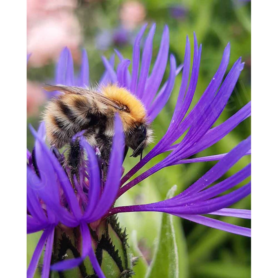 Photographic Print, Bumblebee on Cornflower