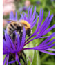 Photographic Print, Bumblebee on Cornflower - Image 1