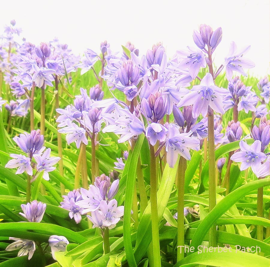 Bluebell.  A card featuring an original photograph.  Blank inside.