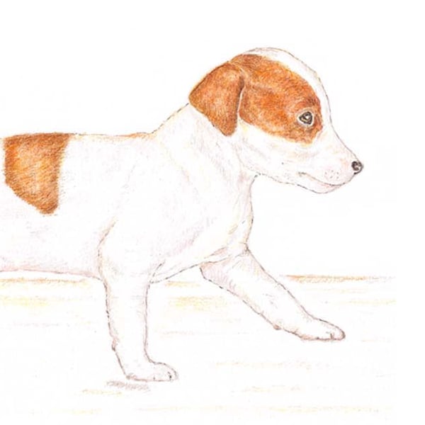 Jill the Jack Russell - Blank Card