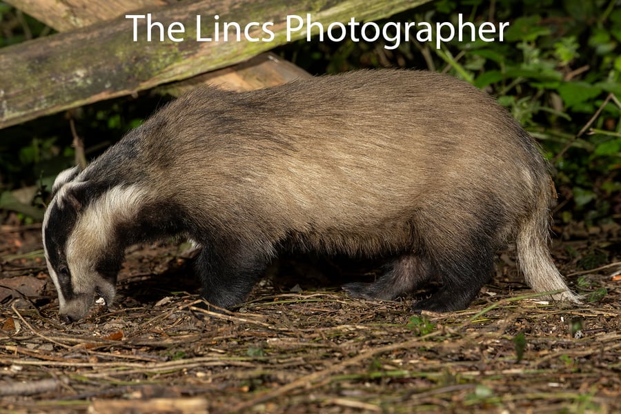 Badger print (Limited edition of 10)