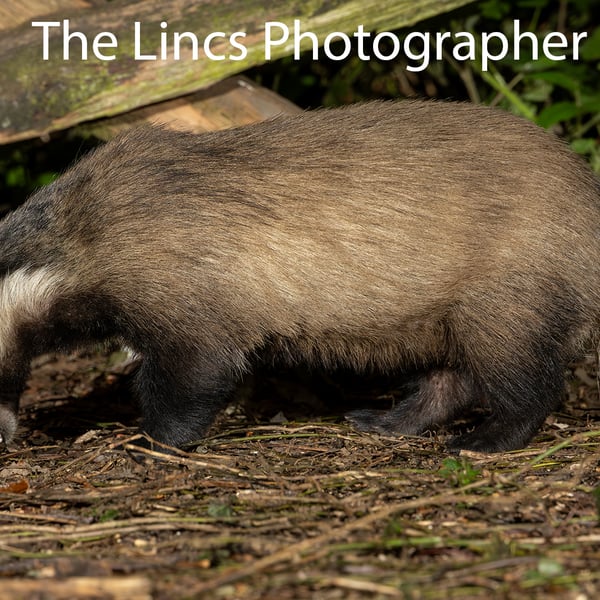 Badger print (Limited edition of 10)