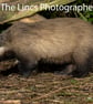 Badger print (Limited edition of 10)