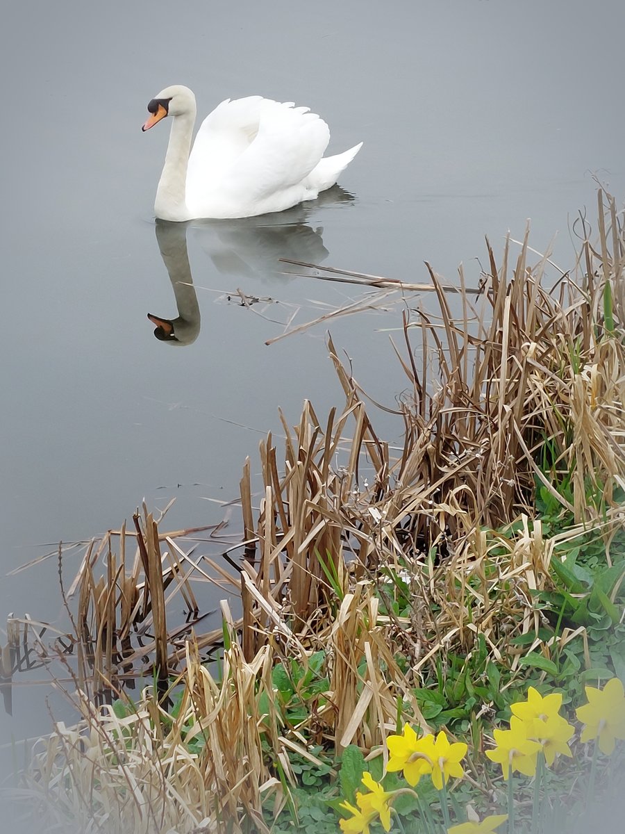 A5 Greeting Card Male Swan & Daffodils Well Creek March Norfolk