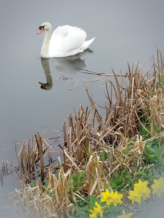 A5 Greeting Card Male Swan & Daffodils Well Creek March Norfolk