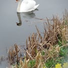 A5 Greeting Card Male Swan & Daffodils Well Creek March Norfolk
