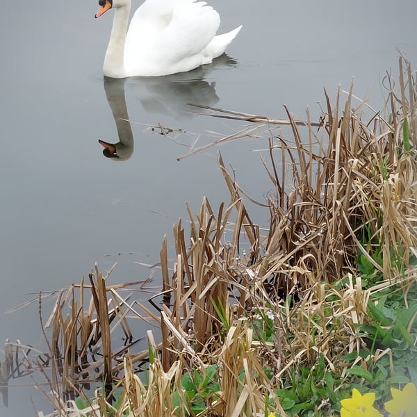 A5 Greeting Card Male Swan & Daffodils Well Creek March Norfolk