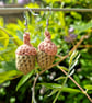 Acorn Earrings, Acorn and oak themed jewellery, Autumn jewellery, Nature gift - Image 7