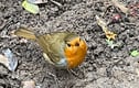 Garden Birds