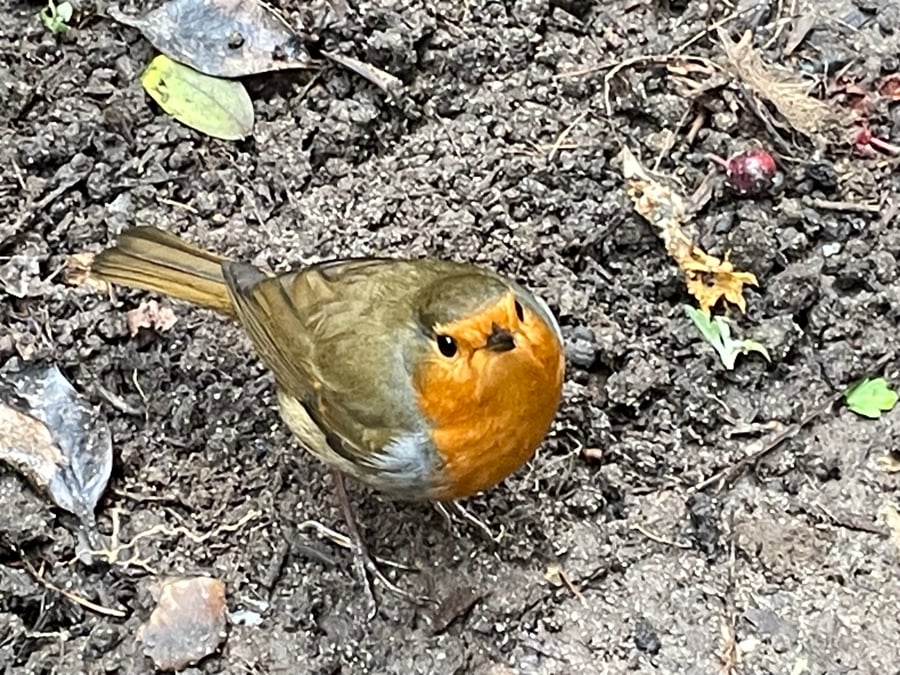 Garden Bird Greetings Card - Robin Photography - Blank inside.