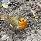 Garden Bird Greetings Card - Robin Photography - Blank inside.