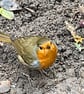 Garden Bird Greetings Card - Robin Photography - Blank inside.