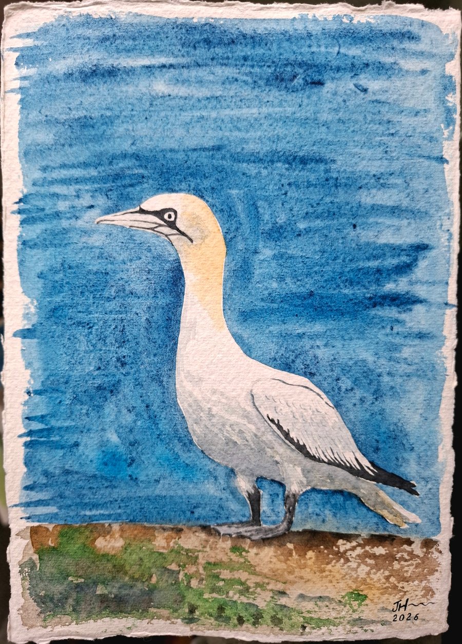 Gannet 2 Original Watercolour Painting