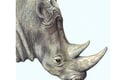 Fine Art Prints