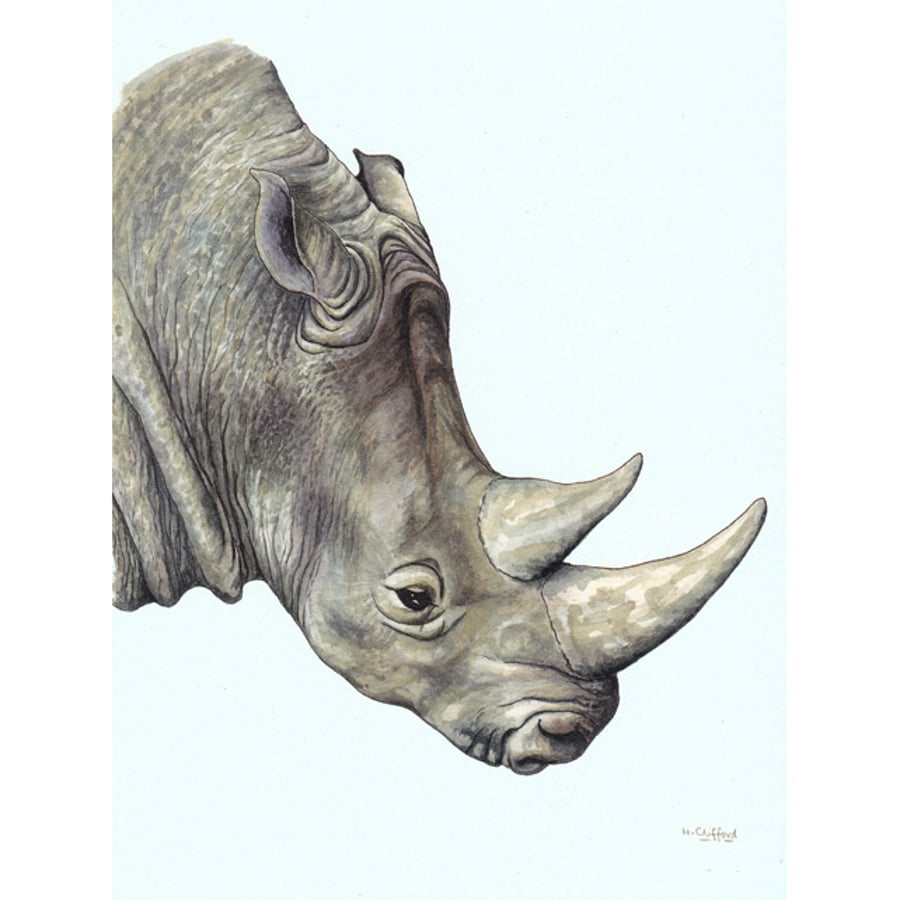 Rhino Fine Art Print