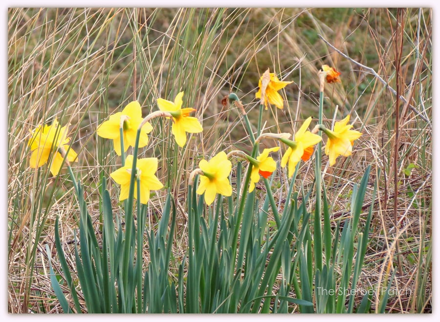 Daffodils nestling in the sand dunes. A photographic card.