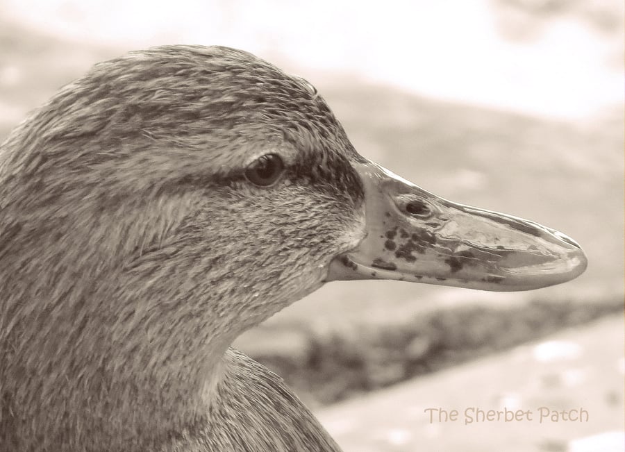 Mother Duck.  A card featuring an original photograph.  Blank inside.