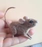 Mischief Mouse - Chip - Image 2