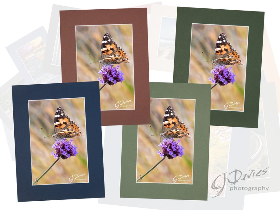 CJ241 - Painted Lady on verbena