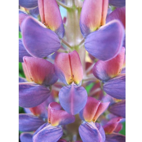 Purple Blooms - 8x10" photographic print