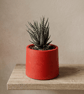 Small 7.5 cm Red Plant Pot for Succulents, Cacti and Small Houseplants