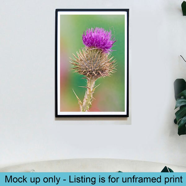 Spear thistle macro print