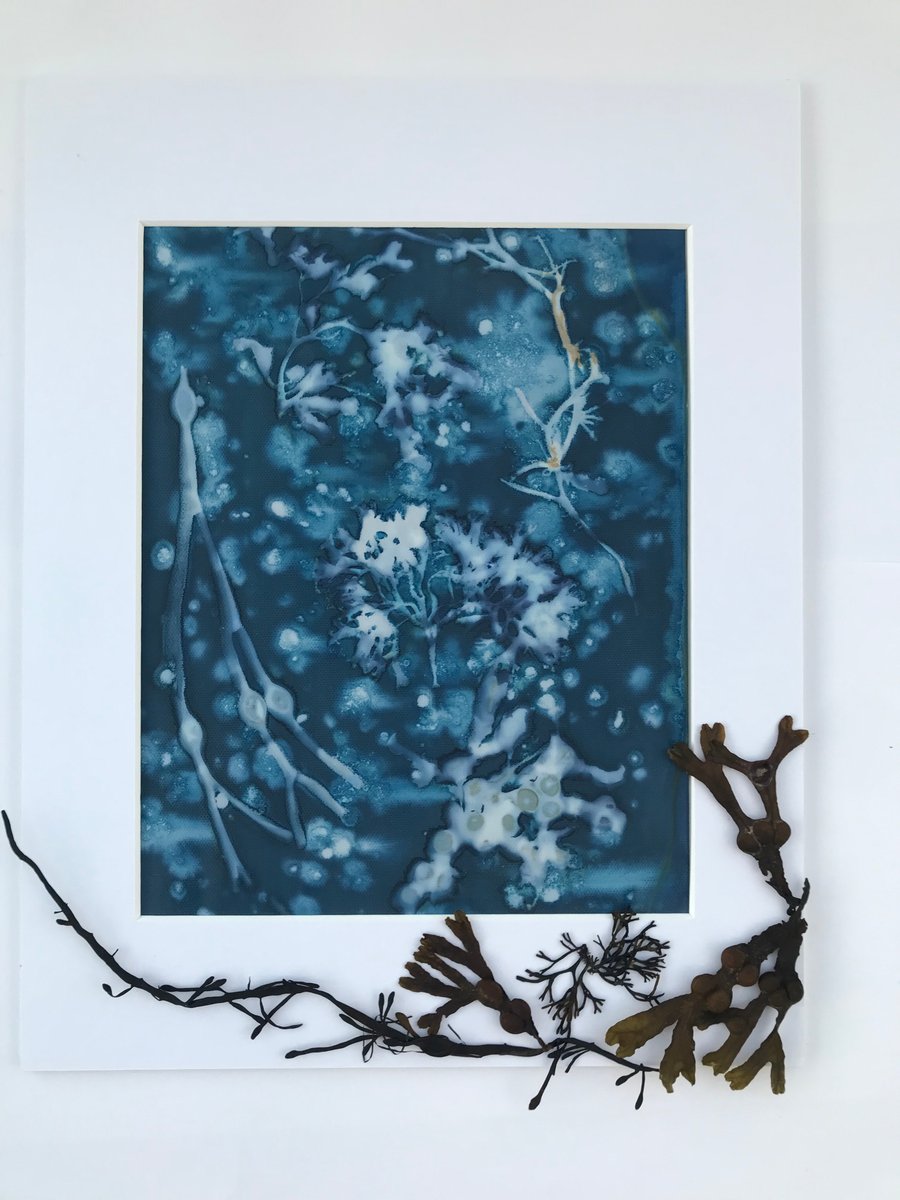 Seaweed meets Cyanotype- 'Foraged Fruits' an Original Cyanotype Photogram