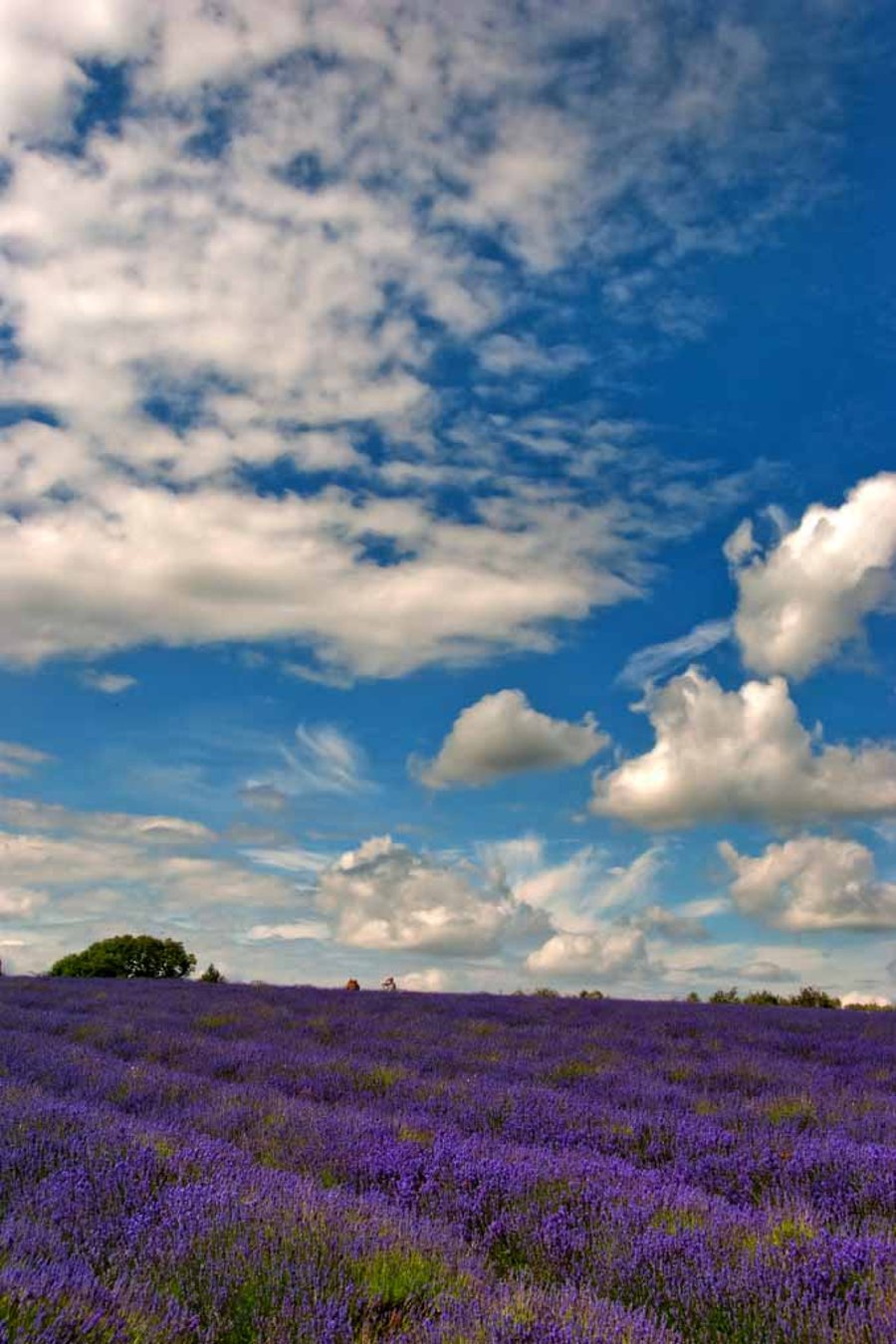 Lavender Field Summer Flowers Cotswolds England Photograph Print