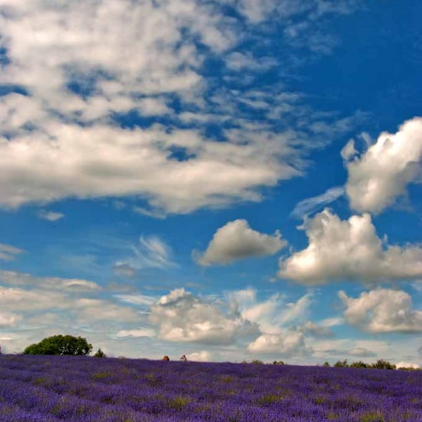 Lavender Field Summer Flowers Cotswolds England Photograph Print