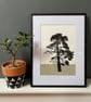 Torquay pine no.64, A4 size, original artwork, hand painted, neutral 