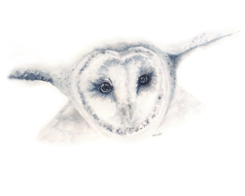 Barn Owl Giclée Watercolour Print