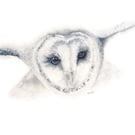 Barn Owl Giclée Watercolour Print
