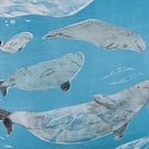 Pod of Belugas
