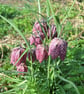 An original handprinted linoprint of snakes head fritillaries  - Image 10