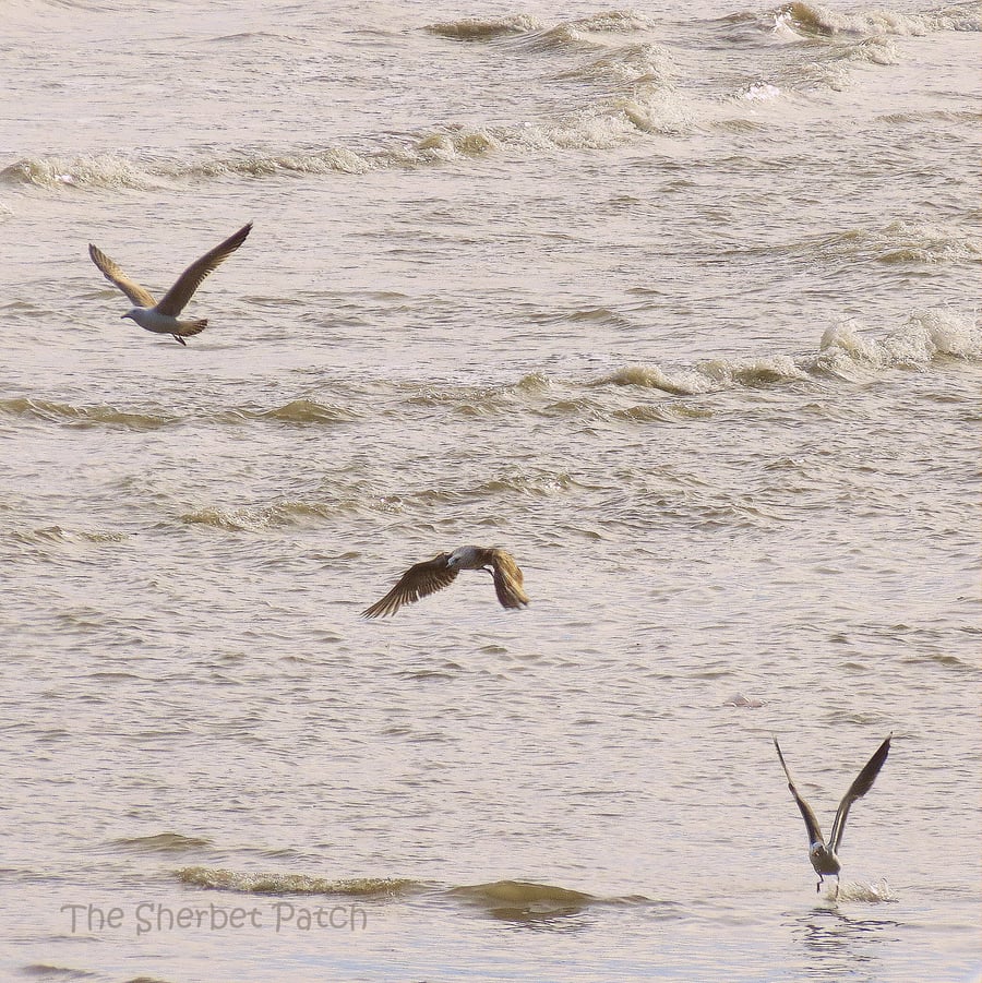 Soaring Gulls.  A card featuring an original photograph.  Blank inside.