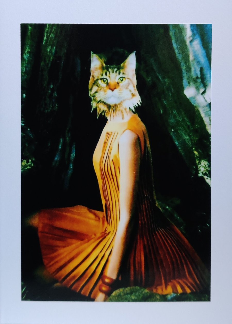 Cat in Sleepy Hollow 