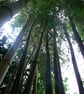 3 Mounted Photos - Bamboo - Image 4
