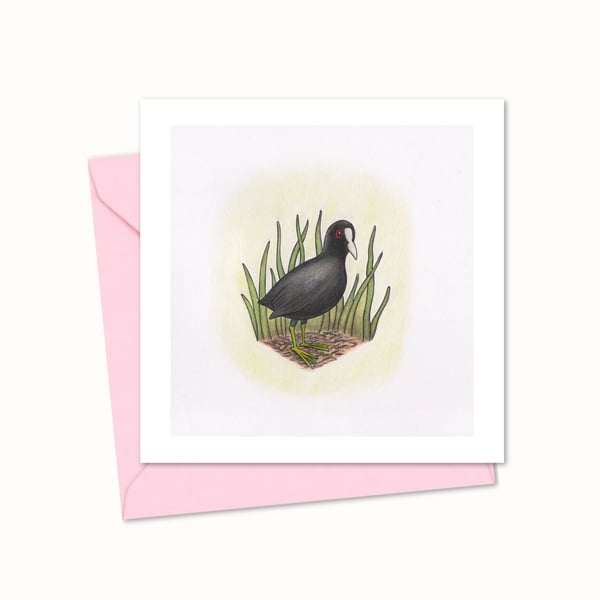 Coot Greeting Card with a Hand Drawn Wildfowl Bird Illustration (220)