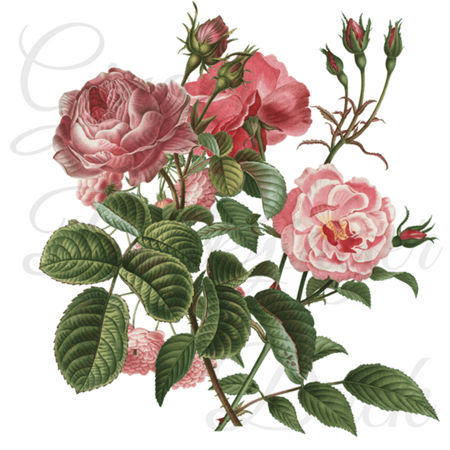 Vintage Style Botanical Roses Greeting Cards for all occasions. Set of 3.