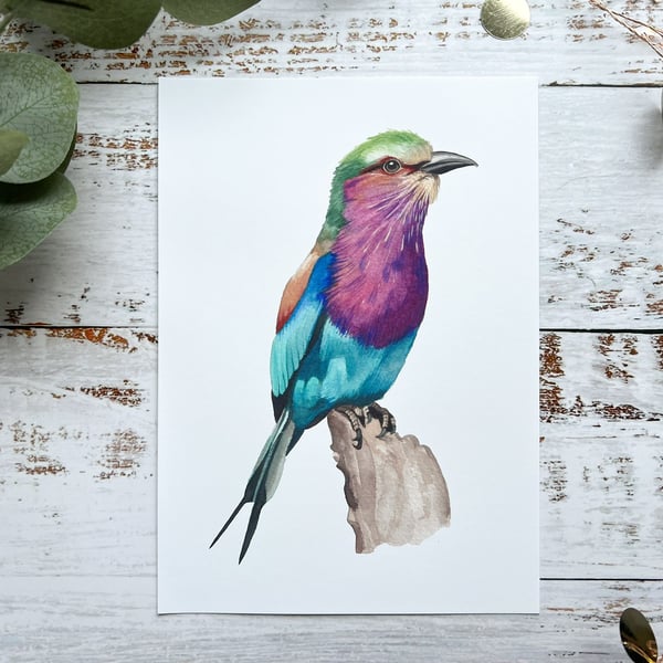 Lilac breasted roller watercolour print