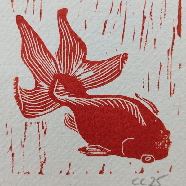 Fantail Goldfish