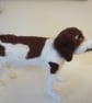 Jack Russell SOLD - Image 4