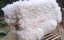Living Sheep rugs and cushions