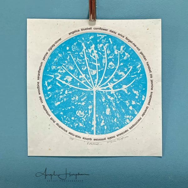 Agapanthus Seedhead Linoprint Circle with A-Z Wild Flower Roundel - Potential