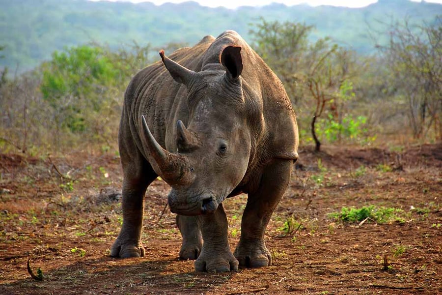 White Rhinoceros Zulu Nyala Game Reserve South Africa Photograph Print