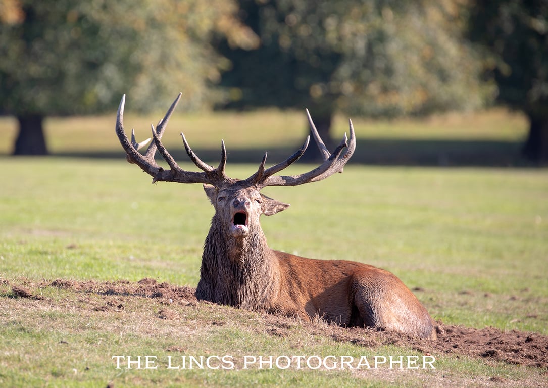 Red Stag print (Limited edition of 10)