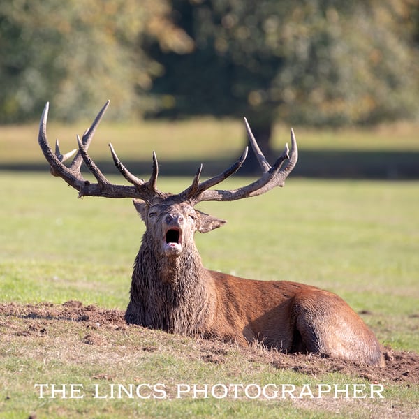 Red Stag print (Limited edition of 10)