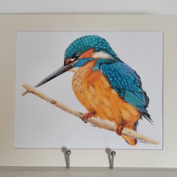 Picture, wall hanging, fine art print. Kingfisher fine art print (mounted)