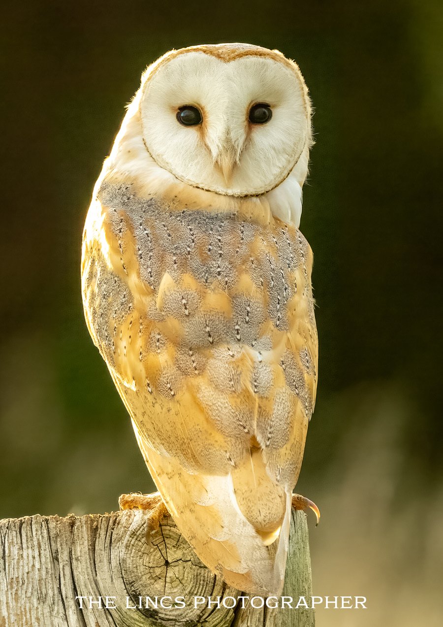 Barn Owl print (Limited edition of 10)