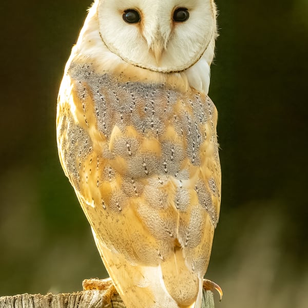 Barn Owl print (Limited edition of 10)